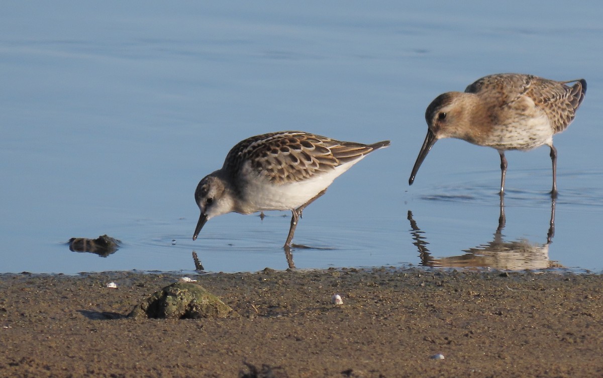 Little Stint - ML486120401