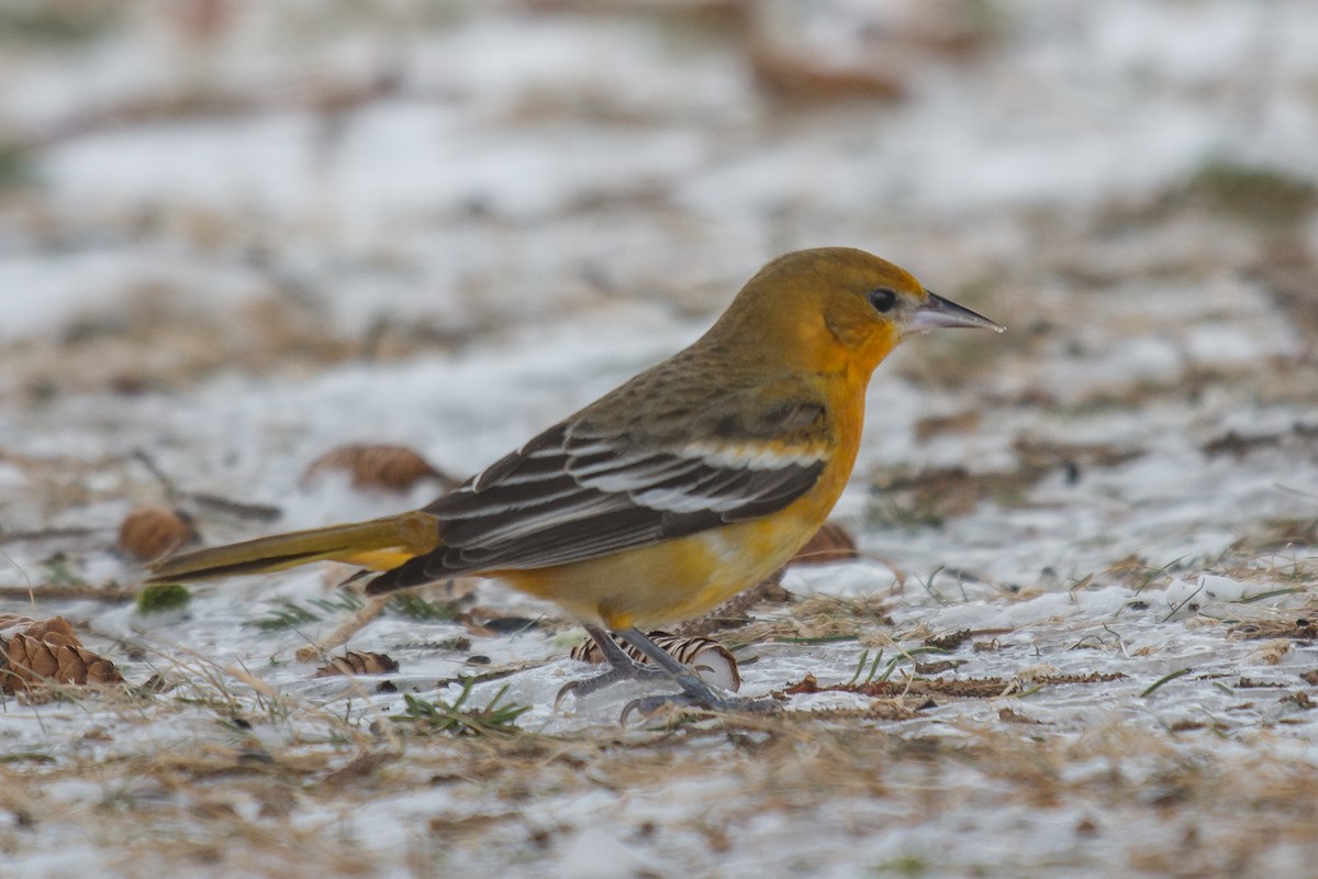 Baltimore Oriole - ML48612171