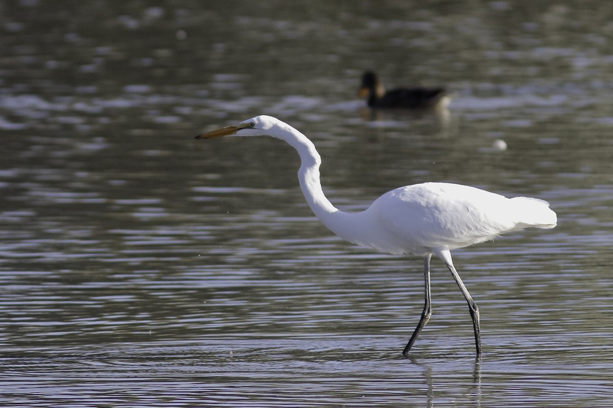 Great Egret - ML486121991