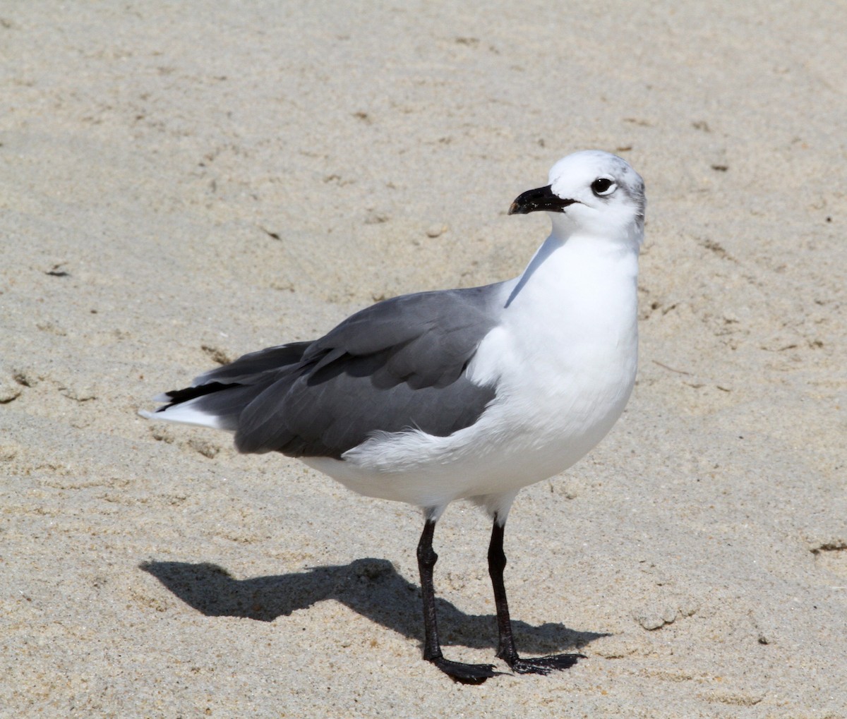 Gaviota Guanaguanare - ML486122761