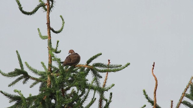 Mourning Dove - ML486123