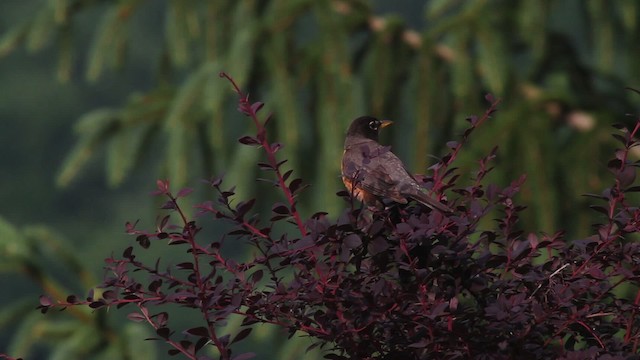 American Robin - ML486124