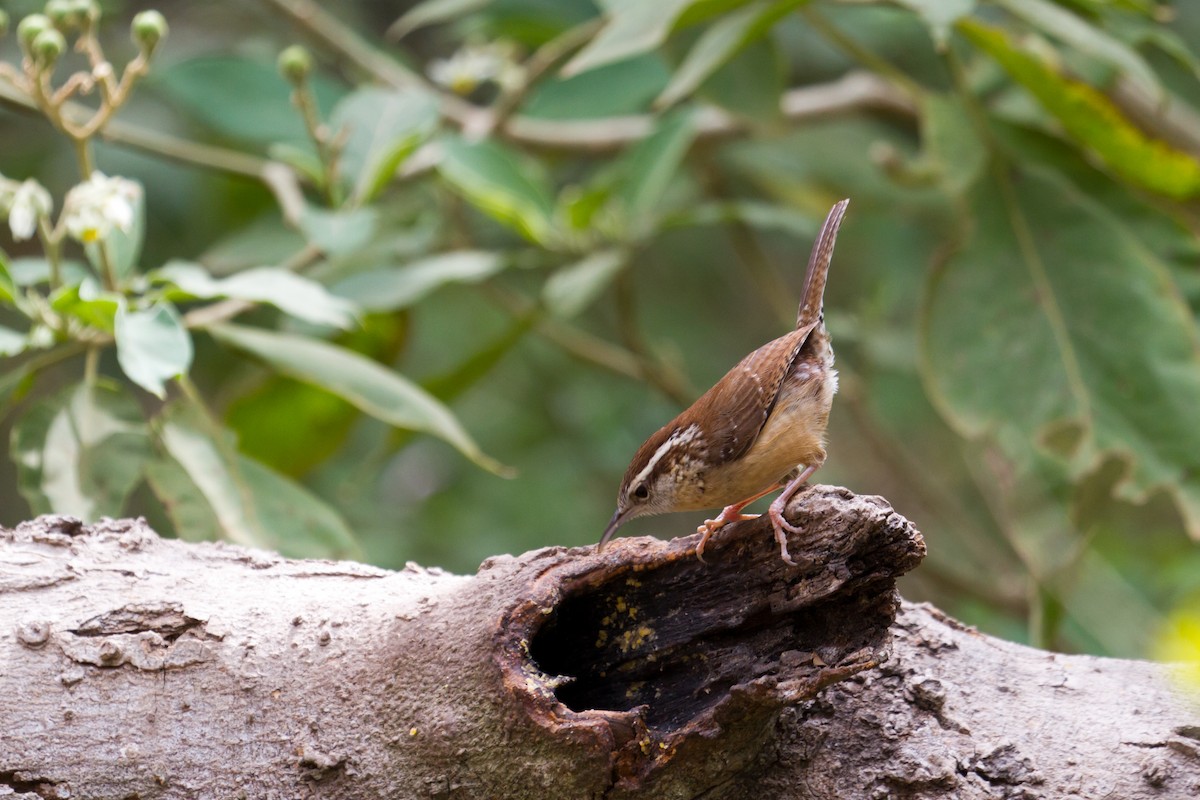 Carolina Wren - Keith Alderman