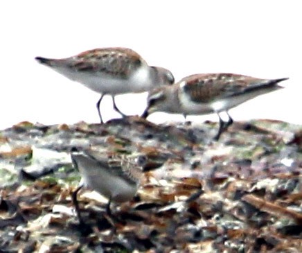 Western Sandpiper - ML486125981