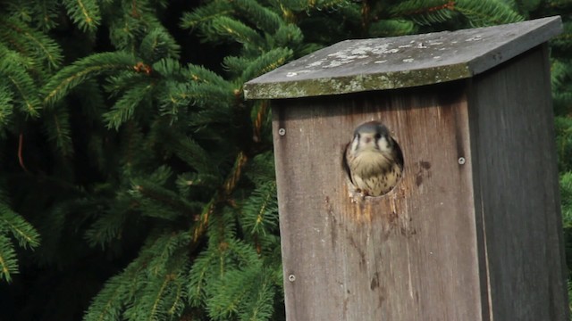 American Kestrel - ML486126