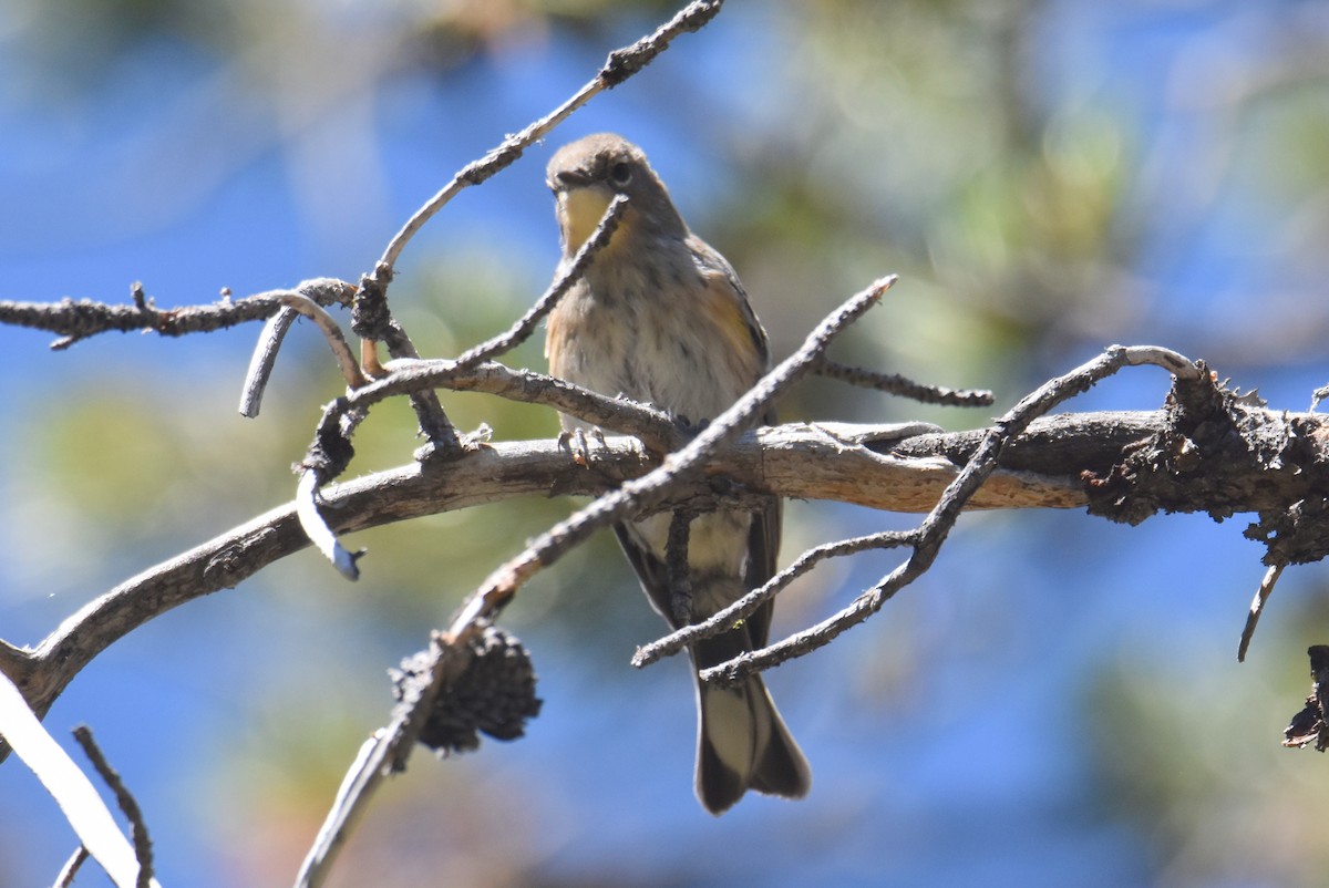 Yellow-rumped Warbler (Audubon's) - ML486126171