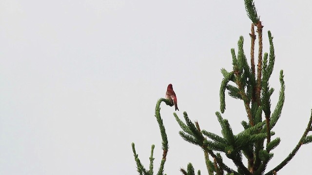 Purple Finch (Eastern) - ML486127