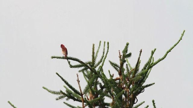 Purple Finch (Eastern) - ML486128