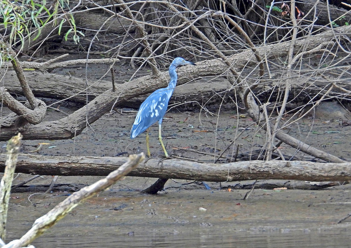 Little Blue Heron - James R. Hill, III