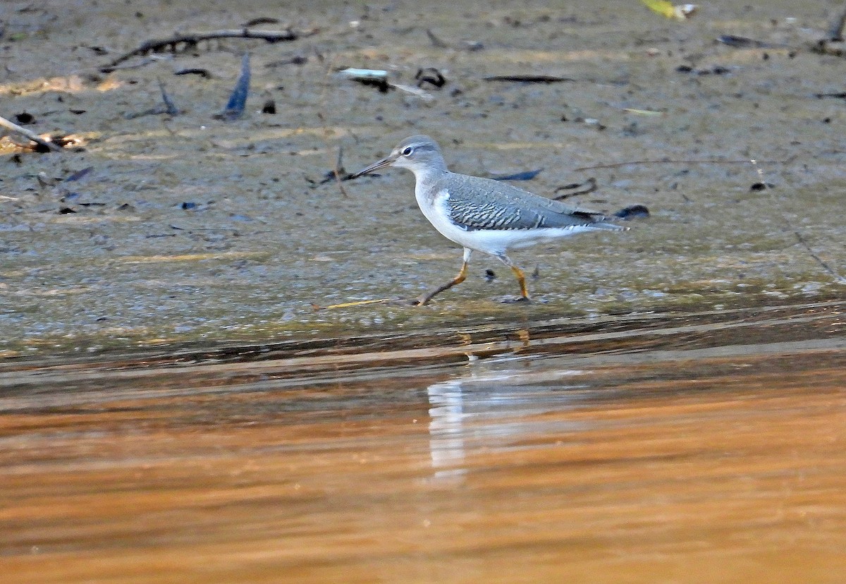 Spotted Sandpiper - James R. Hill, III