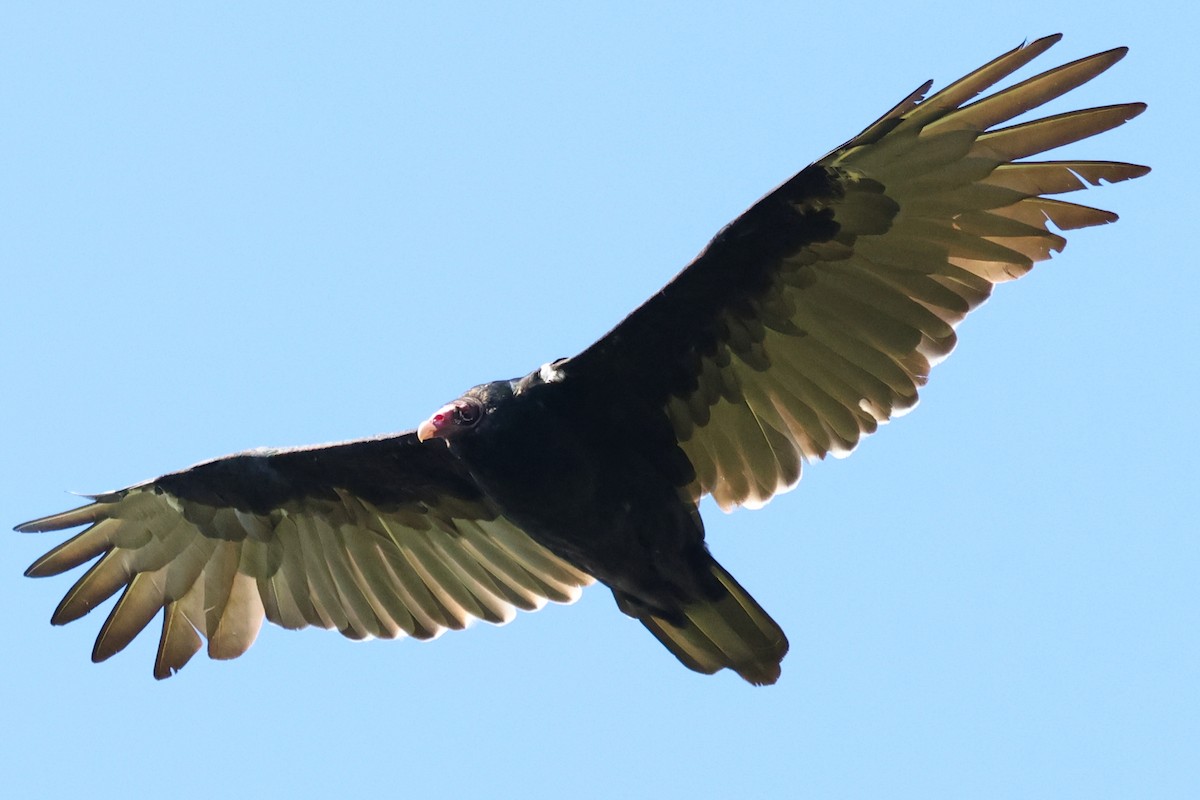 Turkey Vulture - David Mayle