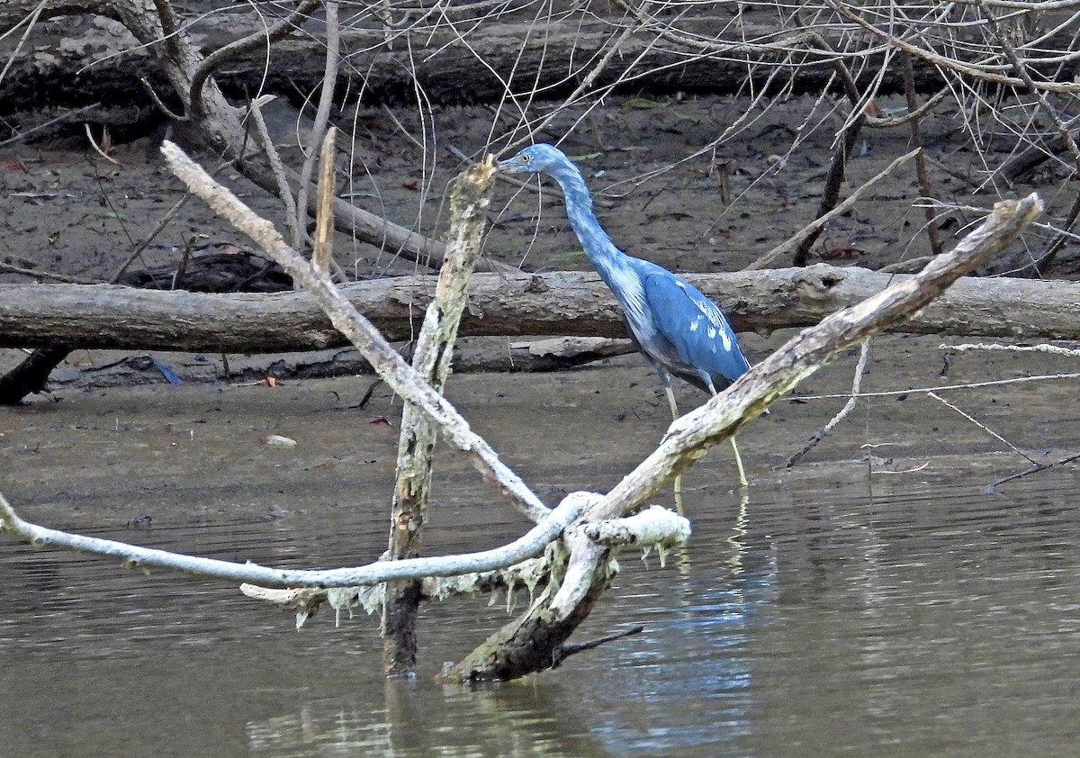 Garceta Azul - ML486129841