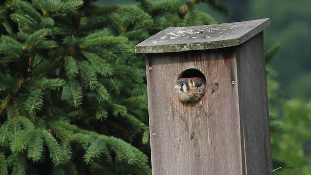 American Kestrel - ML486130