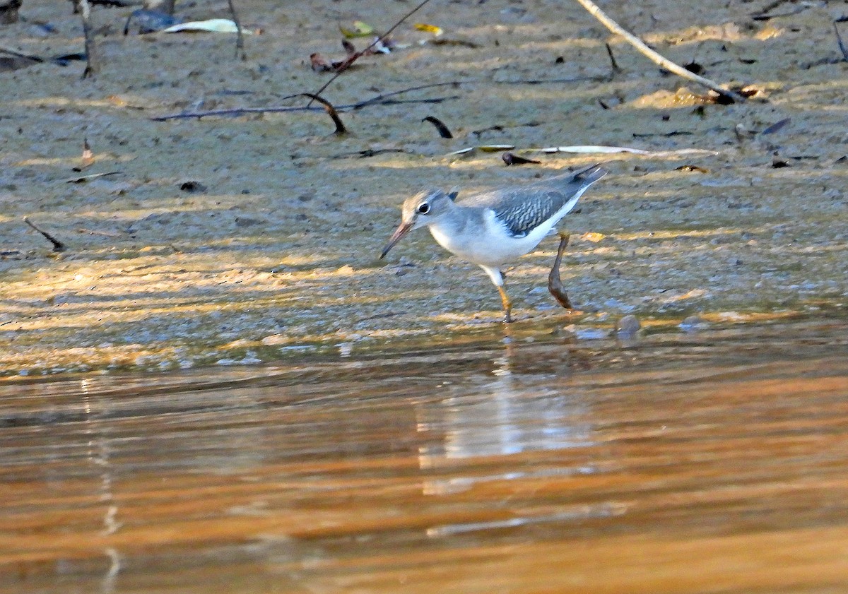 Spotted Sandpiper - James R. Hill, III
