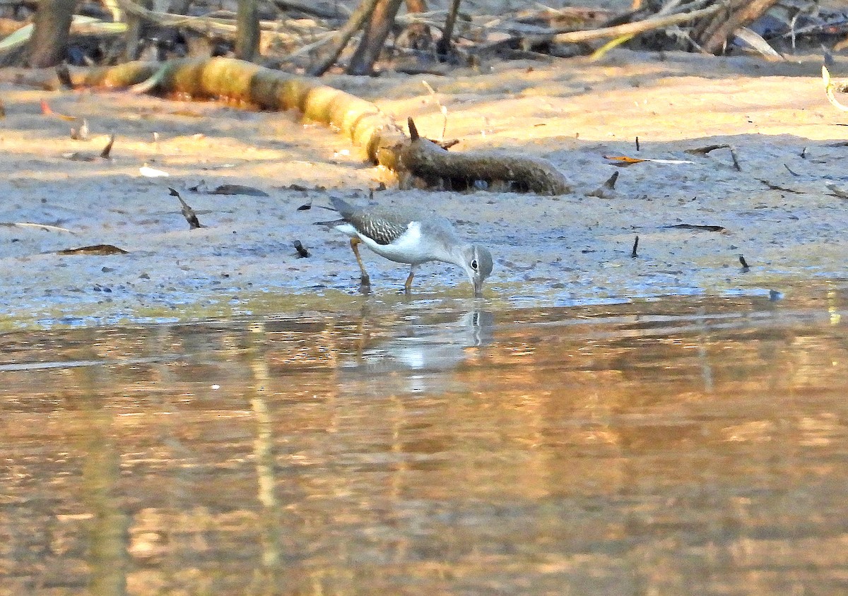 Spotted Sandpiper - ML486130061