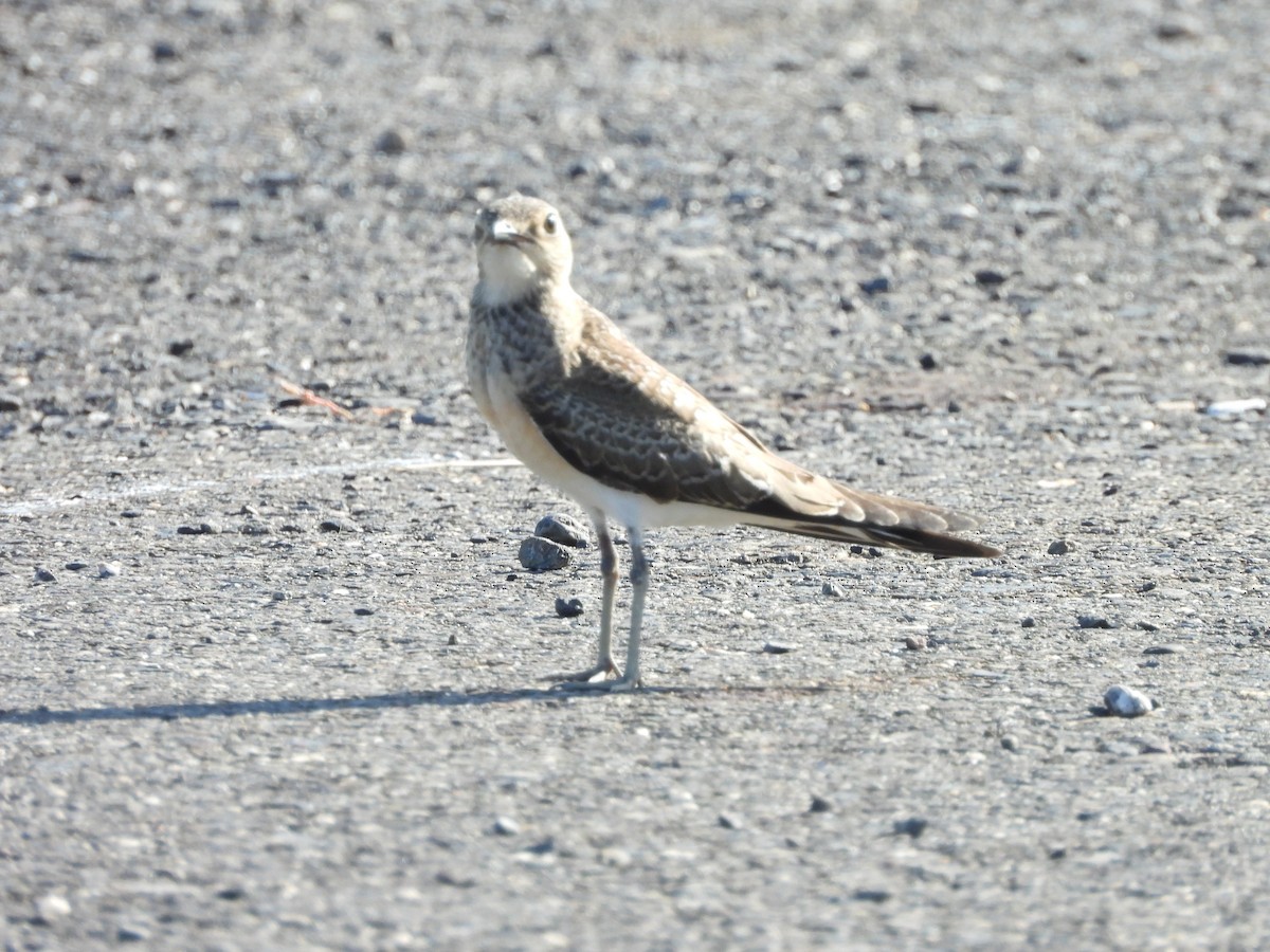 Oriental Pratincole - ML486130681