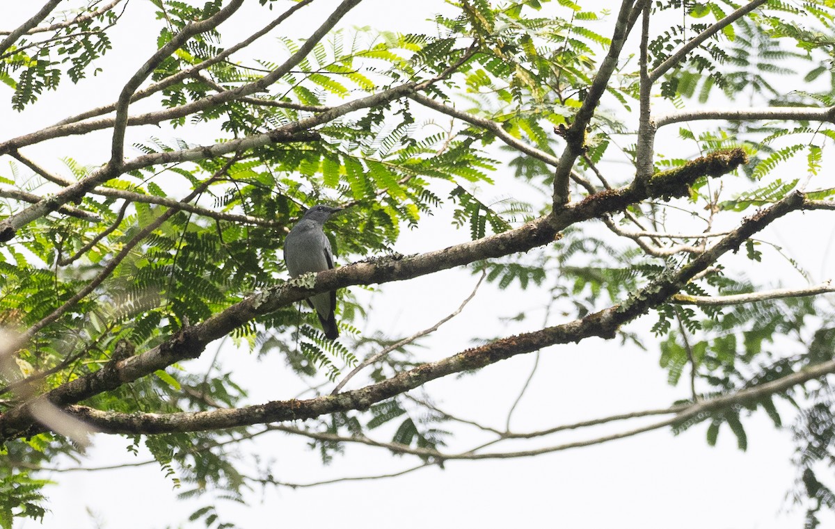 Black-bibbed Cuckooshrike - Forest Botial-Jarvis