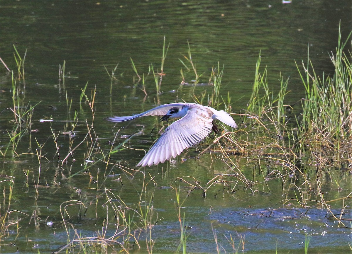 Whiskered Tern - ML486133601