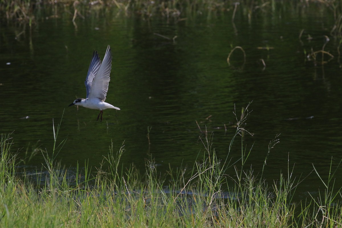 Whiskered Tern - ML486133631