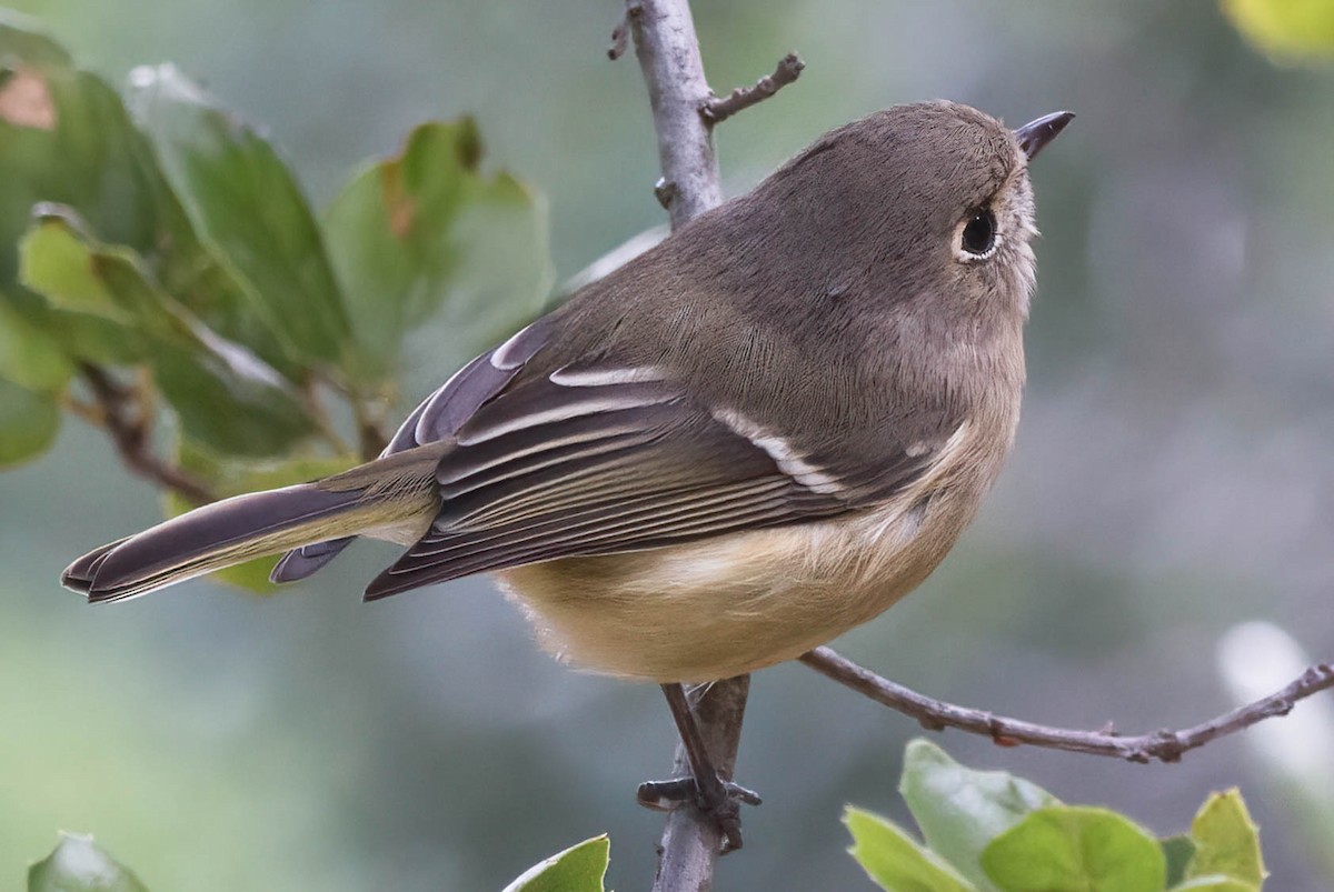 Hutton's Vireo - ML486134791