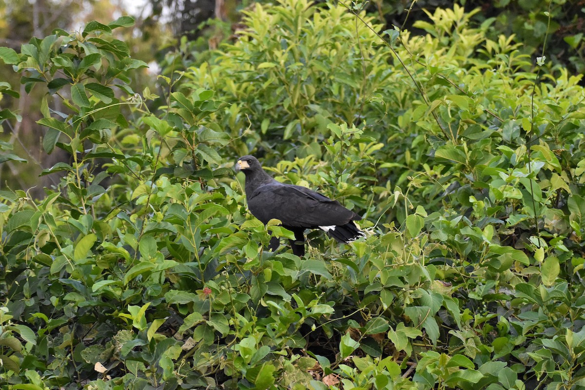 Great Black Hawk - ML486135991