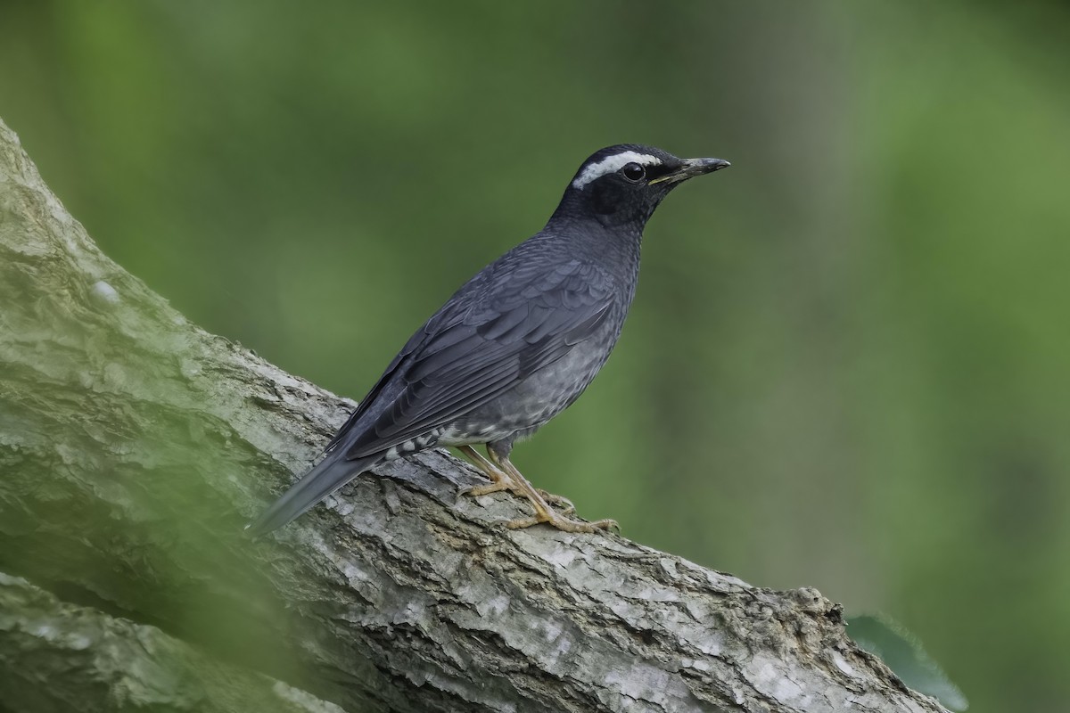 Siberian Thrush - ML486136001