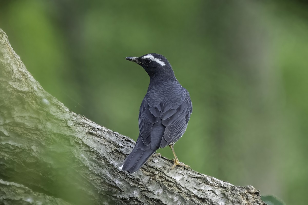 Siberian Thrush - ML486136011