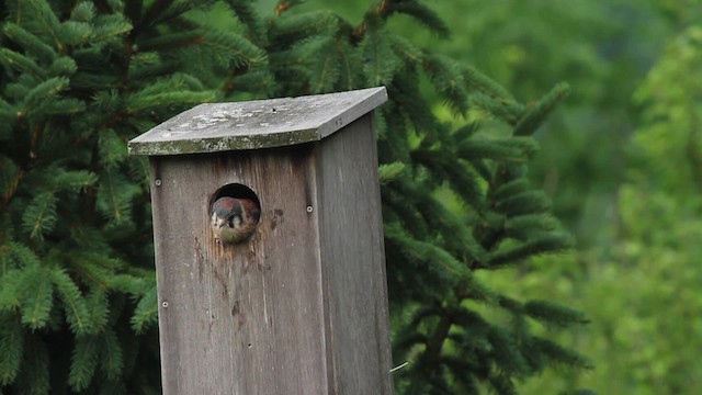 American Kestrel - ML486138