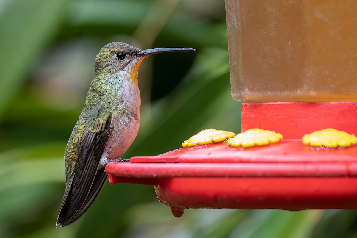 Green-and-white Hummingbird - ML486139691