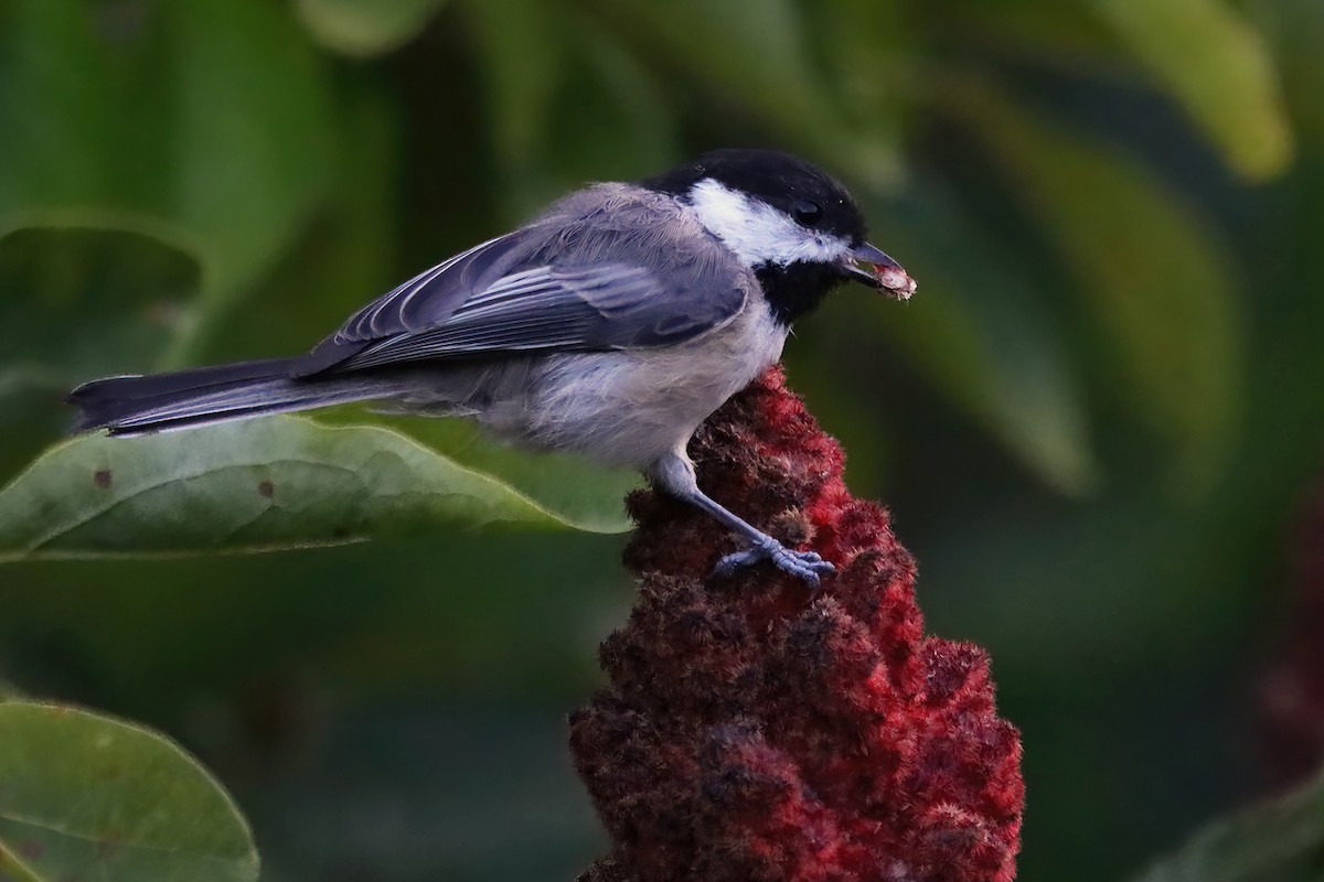 Mésange à tête noire - ML486139821