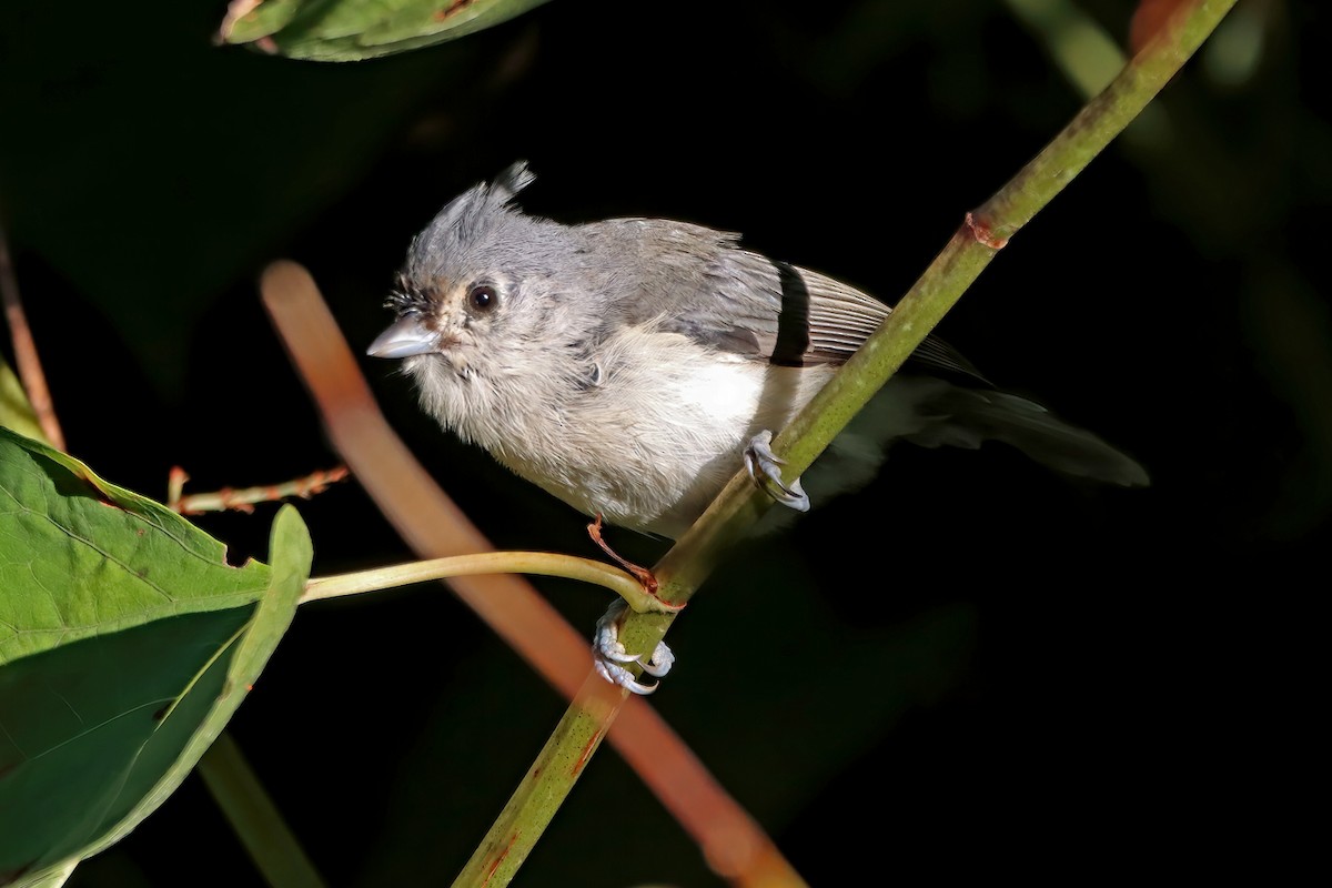 Mésange bicolore - ML486139951