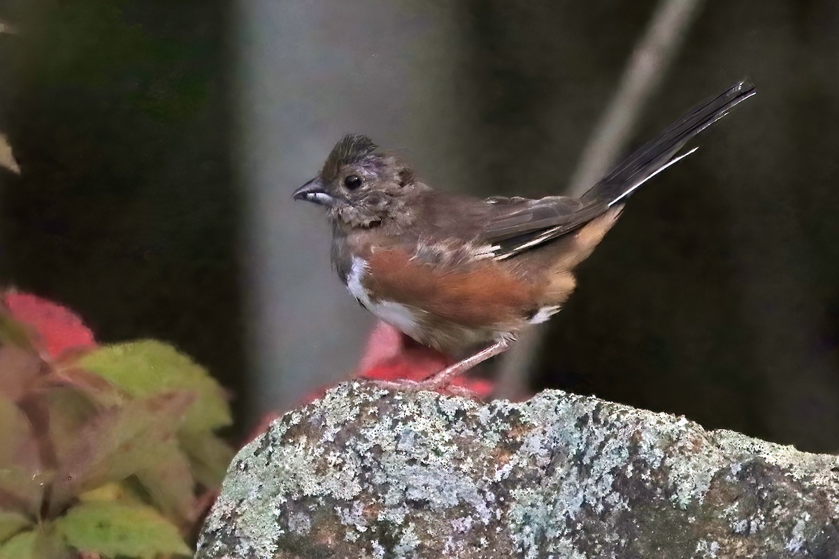 Eastern Towhee - ML486140091