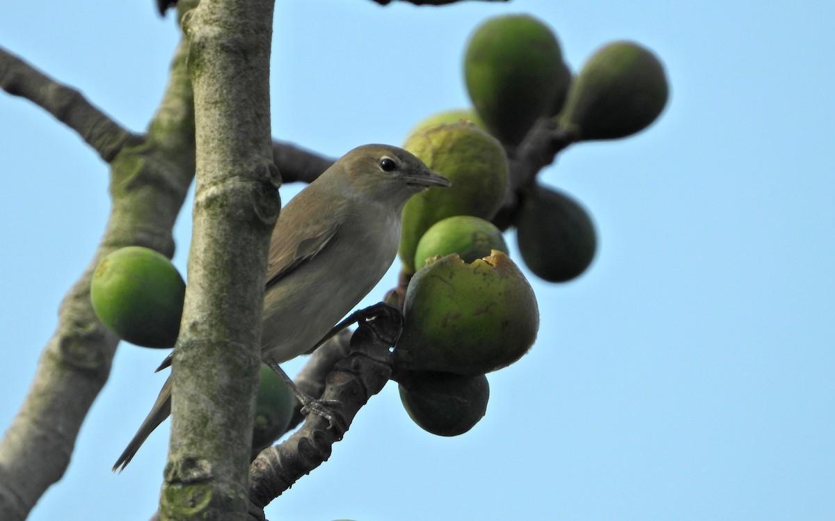 Garden Warbler - Daniel Santos
