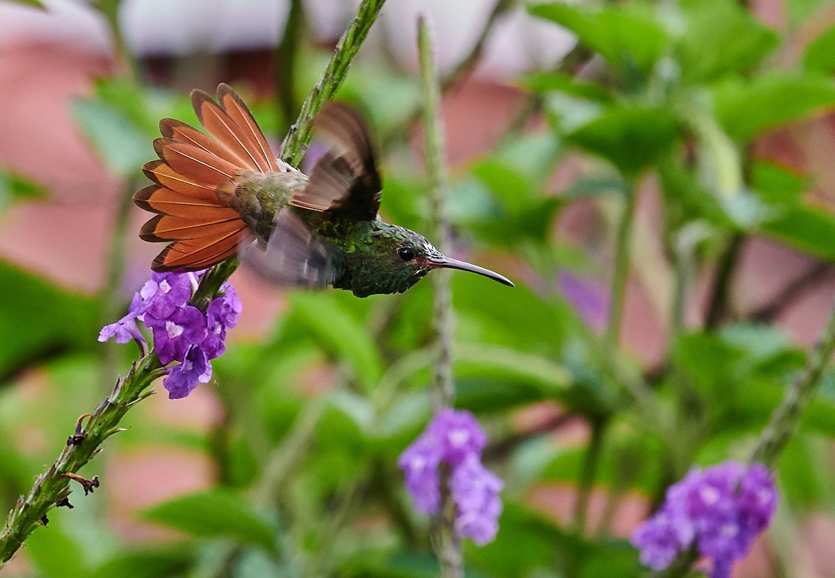 Rufous-tailed Hummingbird - ML486141211