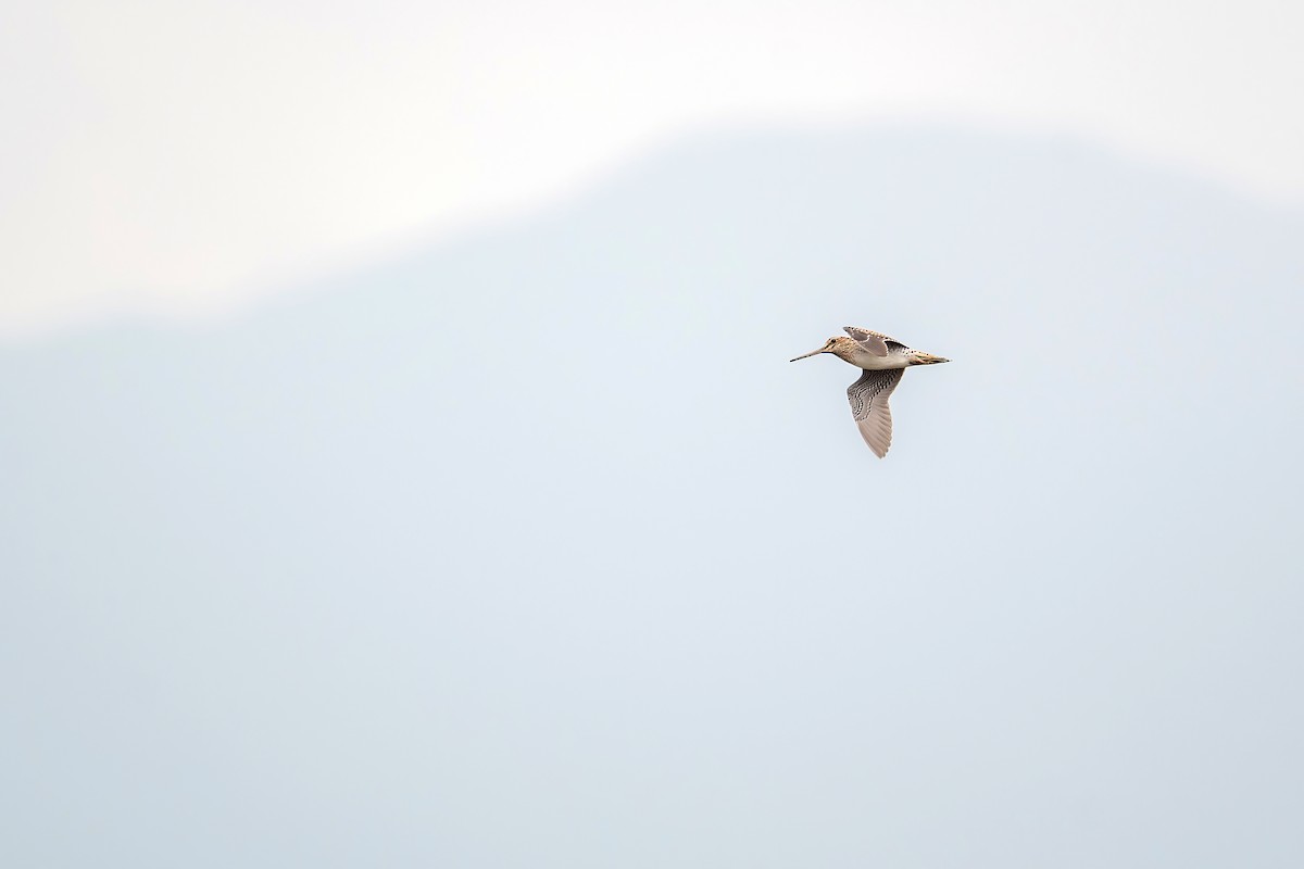 Pin-tailed Snipe - ML486143491