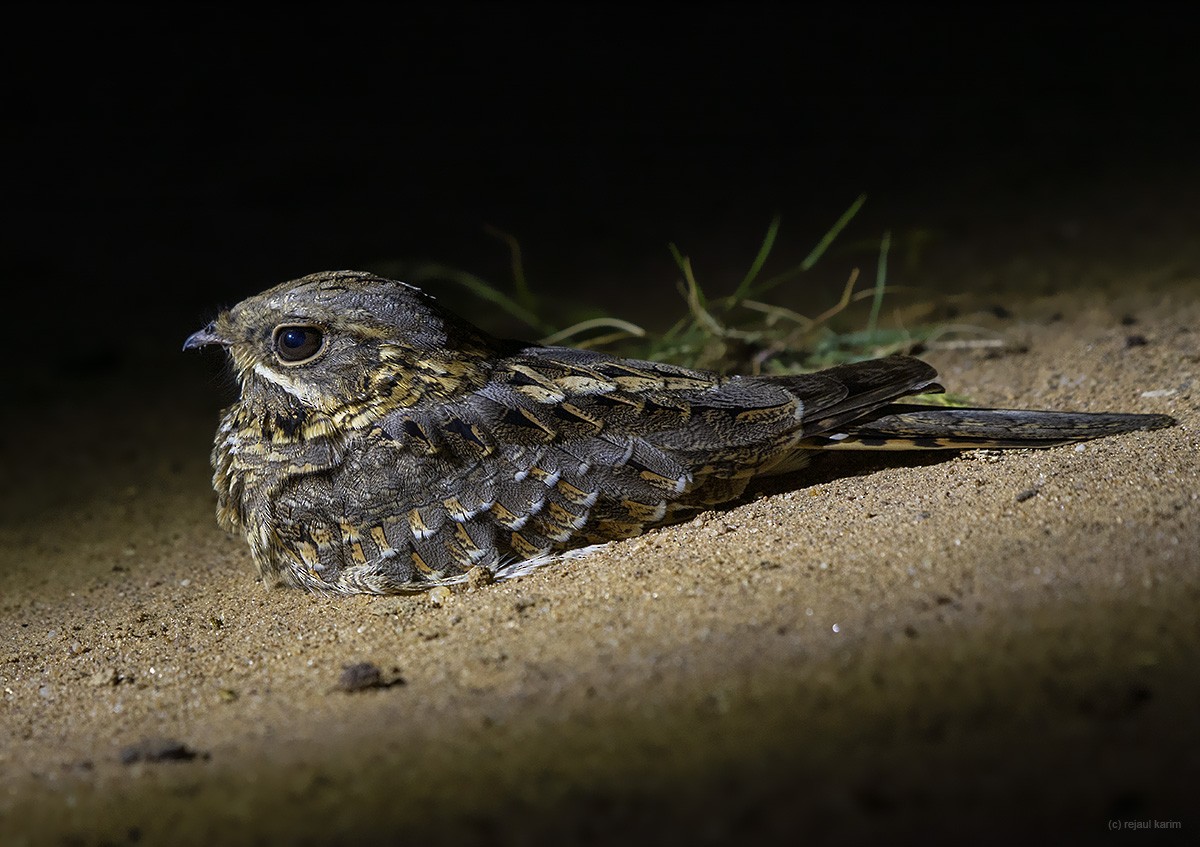 Indian Nightjar - ML486143821