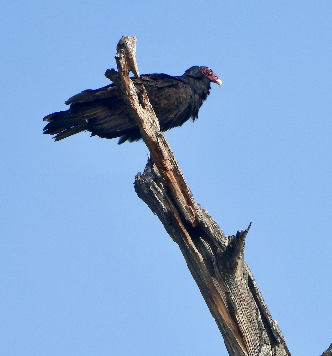 Urubu à tête rouge - ML486147121