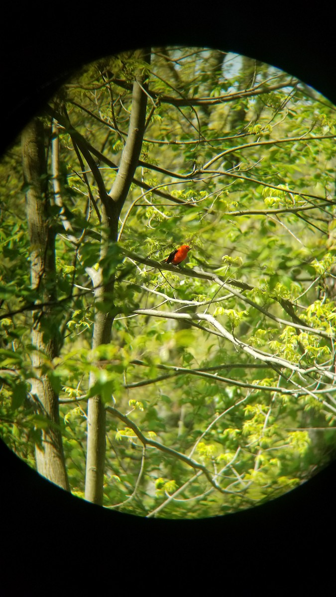 Scarlet Tanager - ML486148171