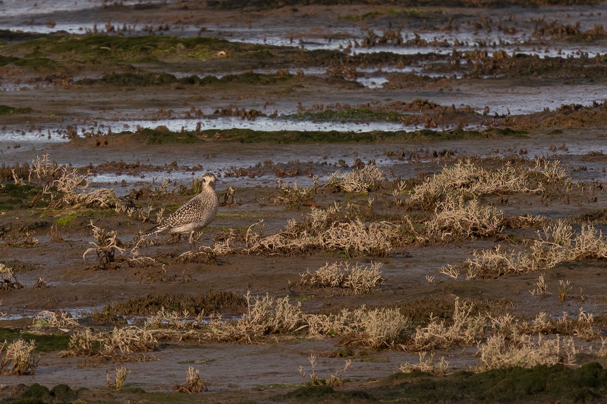 American Golden-Plover - ML486149421