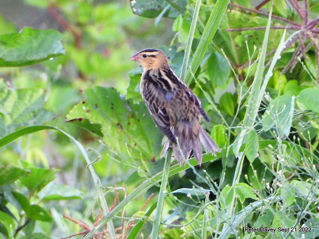 Bobolink - ML486150291