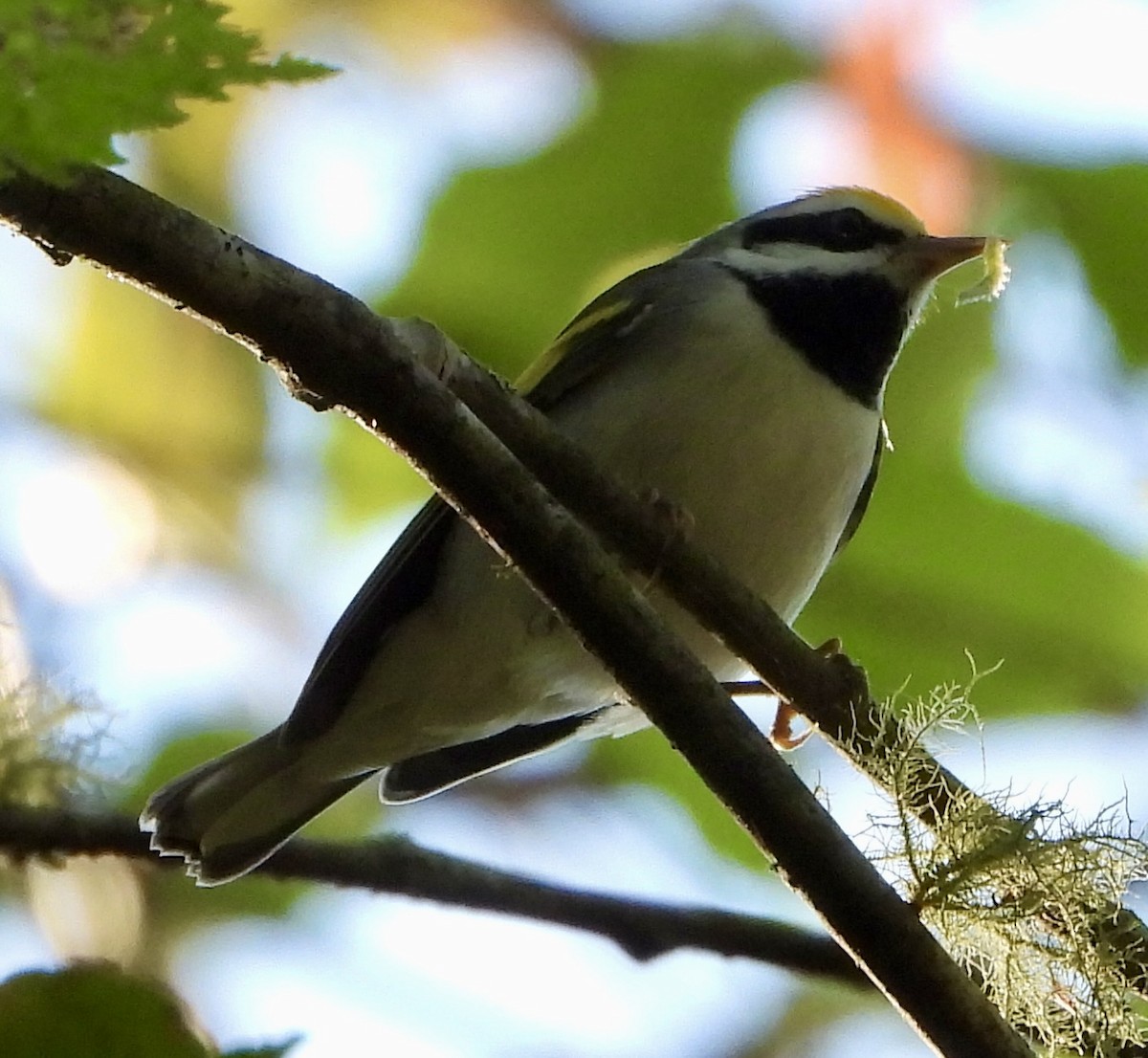 Golden-winged Warbler - ML486150381