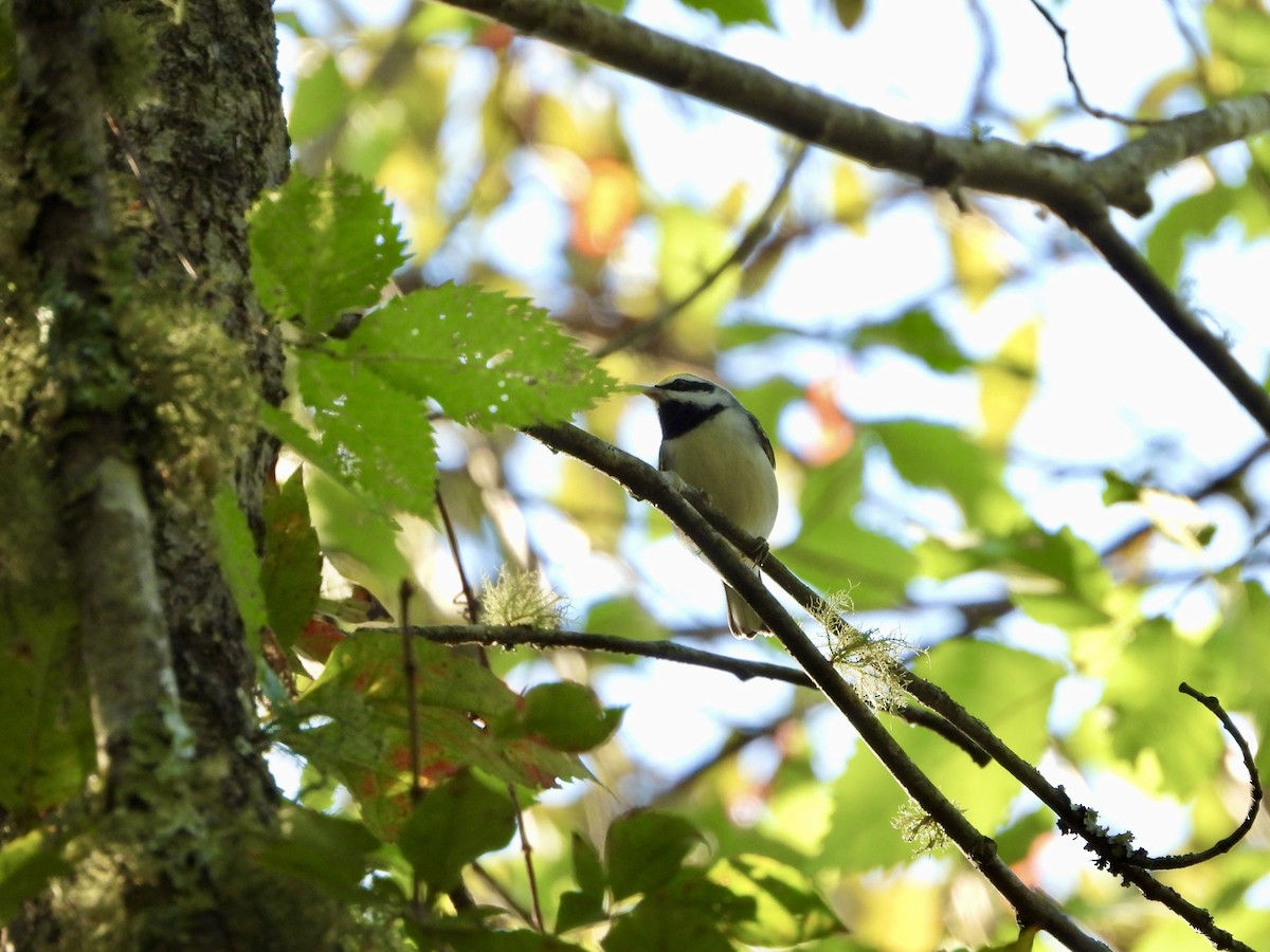 Golden-winged Warbler - ML486150391