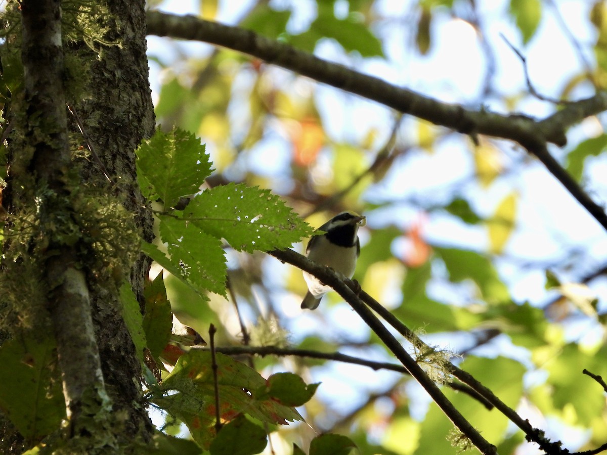 Golden-winged Warbler - ML486150401