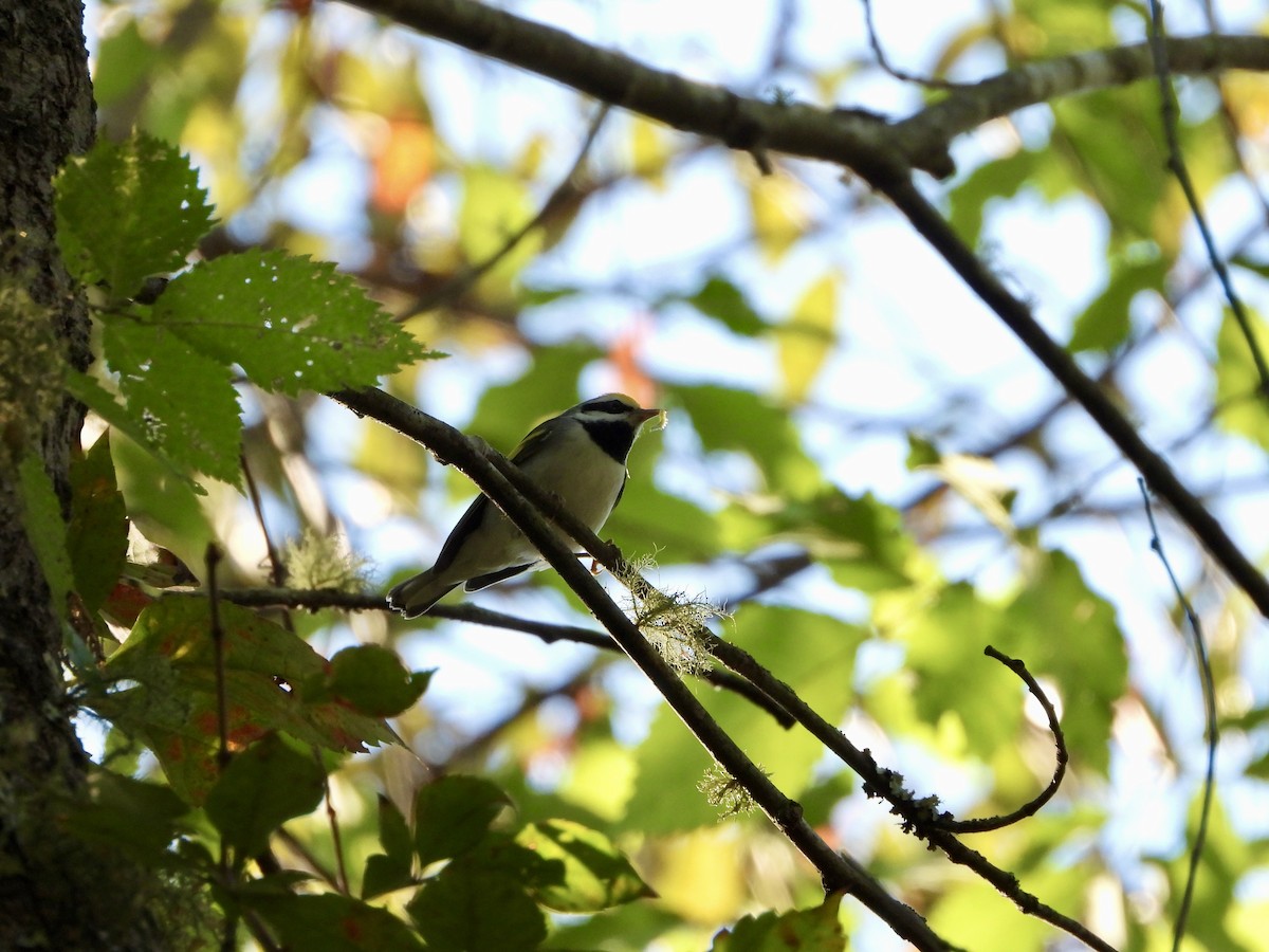 Golden-winged Warbler - ML486150411
