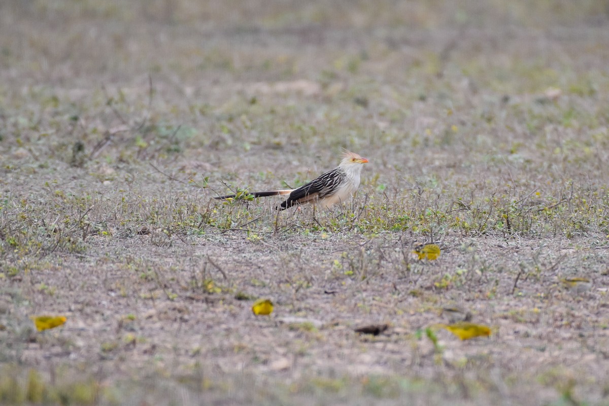 Guira Cuckoo - ML486151341