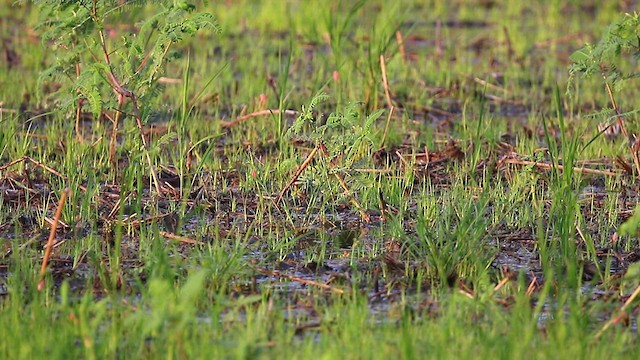 Pin-tailed Snipe - ML486151421