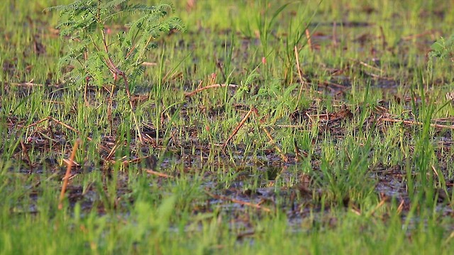 Pin-tailed Snipe - ML486151431