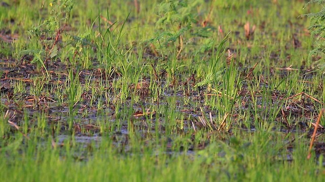 Pin-tailed Snipe - ML486151441