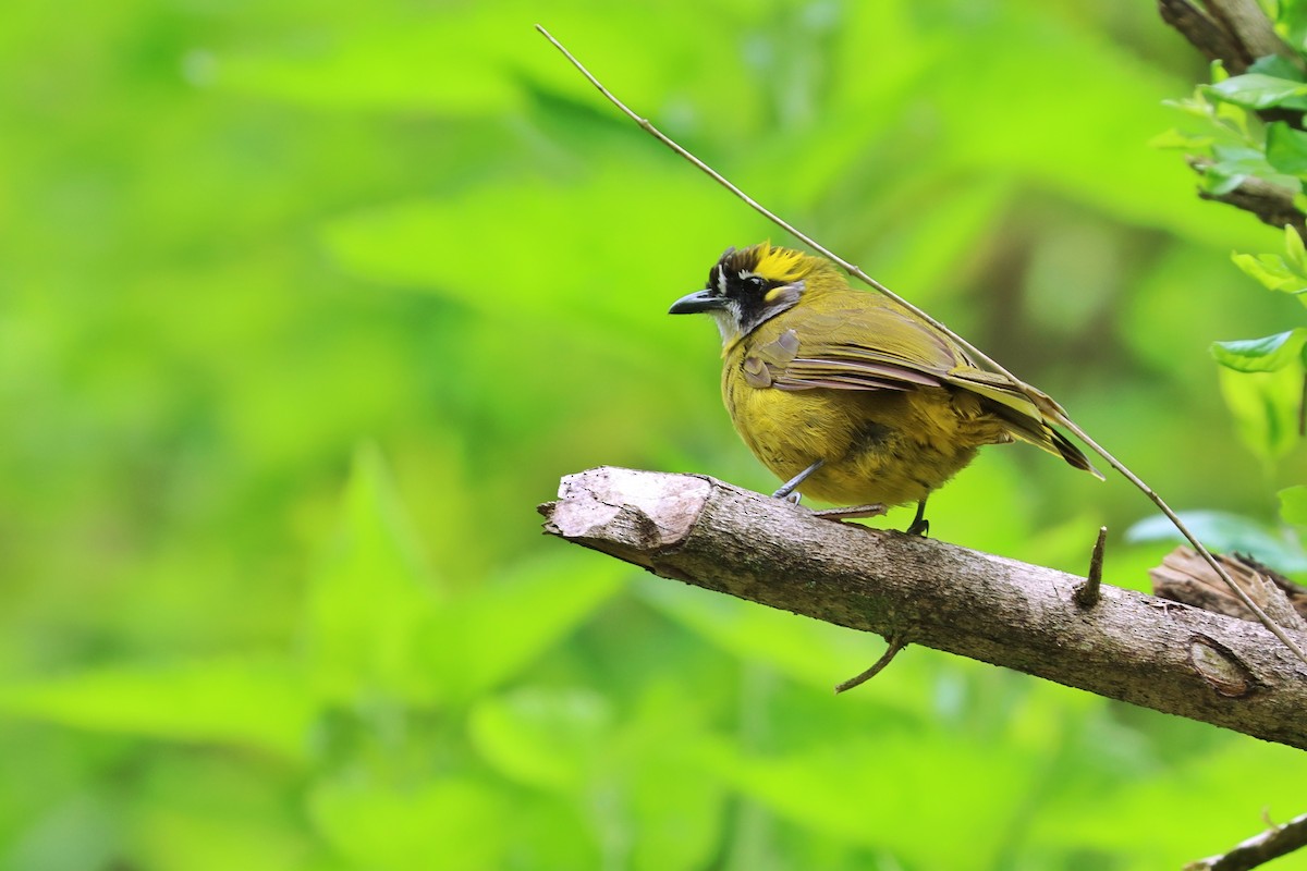 Yellow-eared Bulbul - ML486151601
