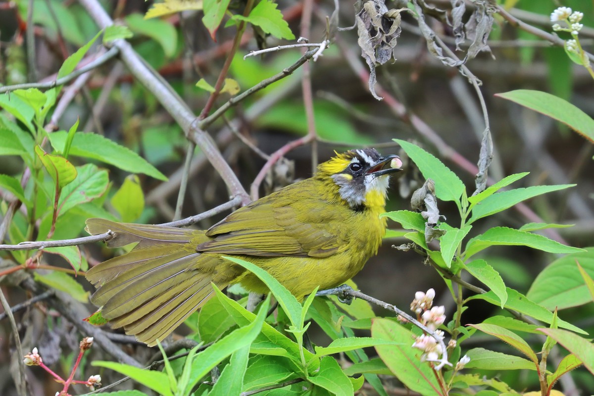 Yellow-eared Bulbul - ML486151621